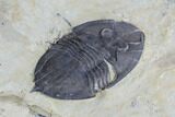 Rare, Trigonocerca Piochensis - Fillmore Formation, Utah #94738-4